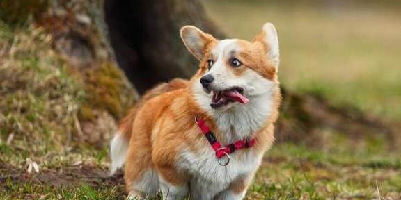 的优点|“颜值高”的柯基犬，为什么那么火？