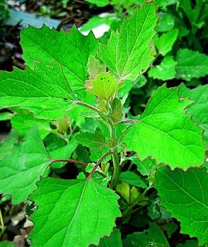我国出口的主要野菜品种之一——灰菜,抑制流感,乙型脑炎效果好