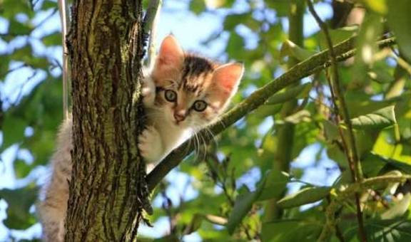 猫咪狸花猫霸占了警察叔叔的坐骑，因妨碍公务被“带回警局拘留”了