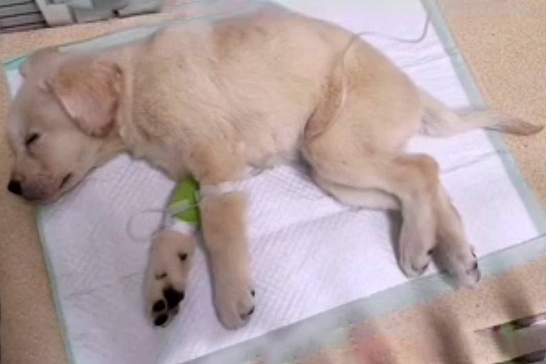 拉布拉多被人虐待丟進垃圾堆，死裡逃生後，餘生只會轉圈 萌趣萌寵 第3张