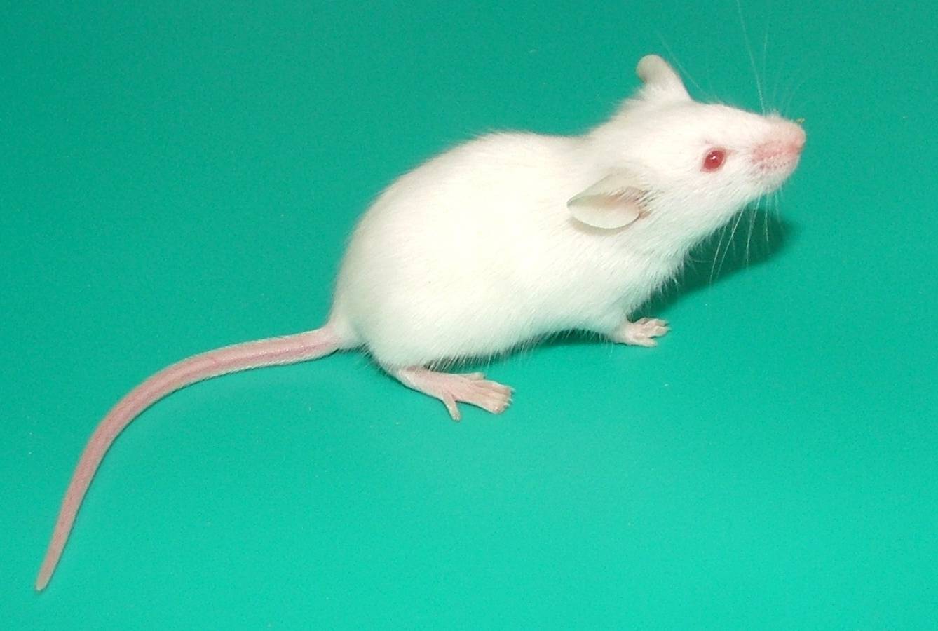 颠覆人的认知:高盐饮食能抗癌防癌,抑制肿瘤细胞?是真是假