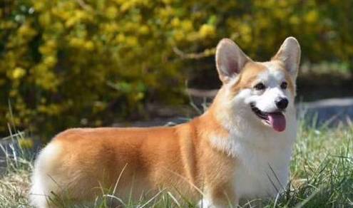 体型在你准备饲养小型犬时，在柯基和博美之间应如何选择？