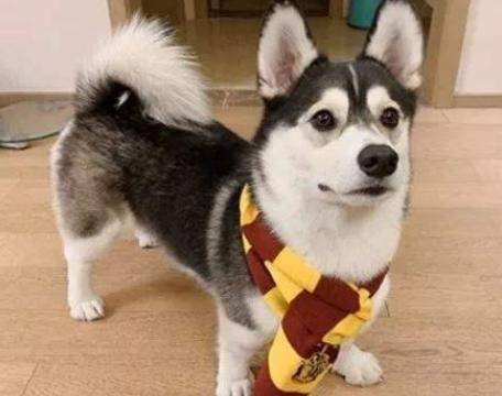 小陈|柯基意外生下二哈的独子，小串串长得挺有个性，主人见到笑开了花