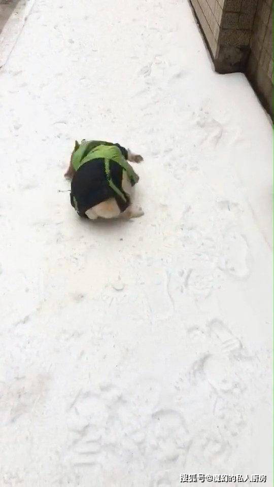 举动|柯基第一次看见雪，兴奋在雪里“游泳”，举动让主人汗颜