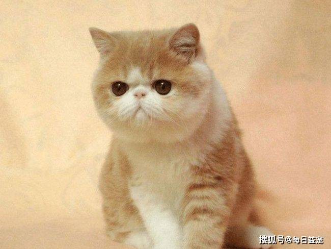 猫咪|加菲猫流浪一个月后，从天使变成“恶魔”，品种猫真的不能流浪