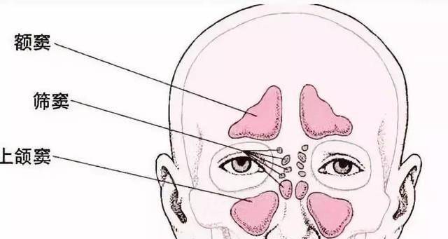 生活|人体的八个器官或可以“拿掉”，且不会影响正常生活，是真的吗？