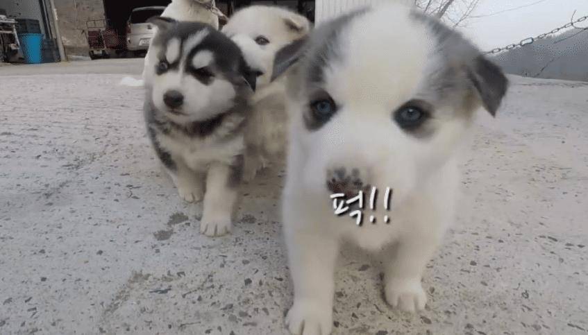 田园犬被祸祸后怀孕了 主人一看奶狗全明白了 亲爹之谜解开了 大爷