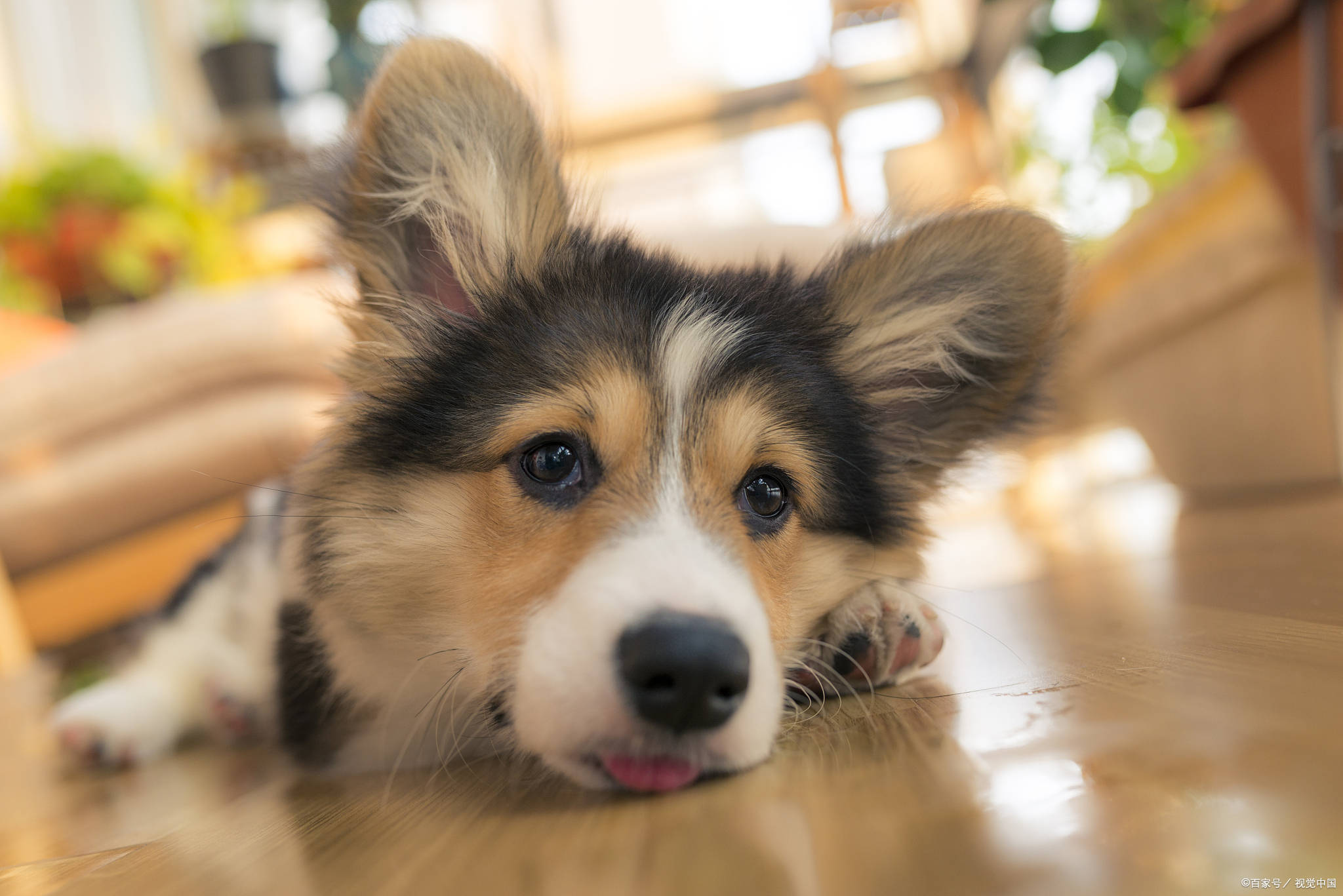 养宠日记 小狗的尿尿处在流血 狗狗 新闻时间