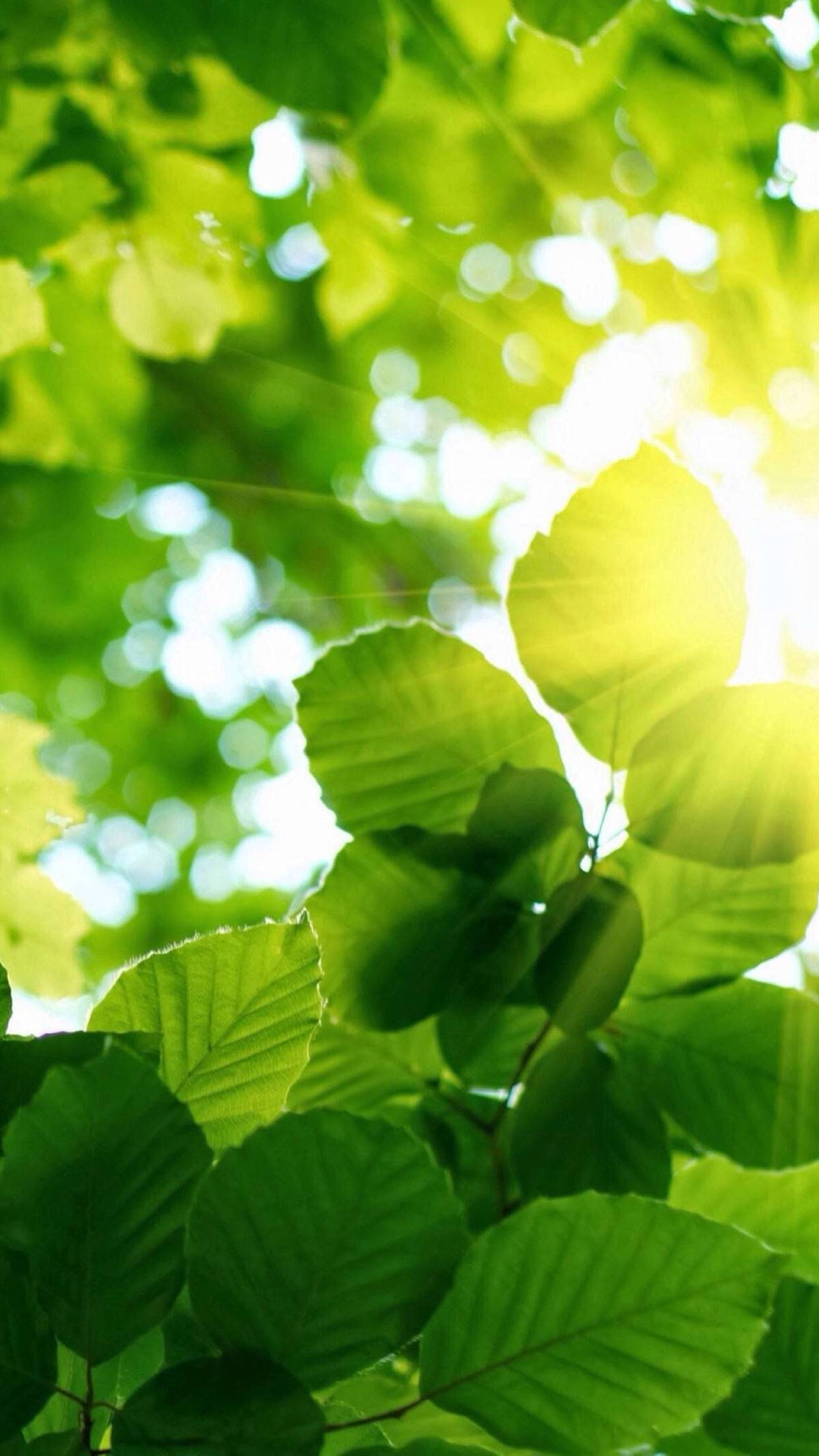 梦境中的奇异景象，杏叶深埋地下的绿色奥秘