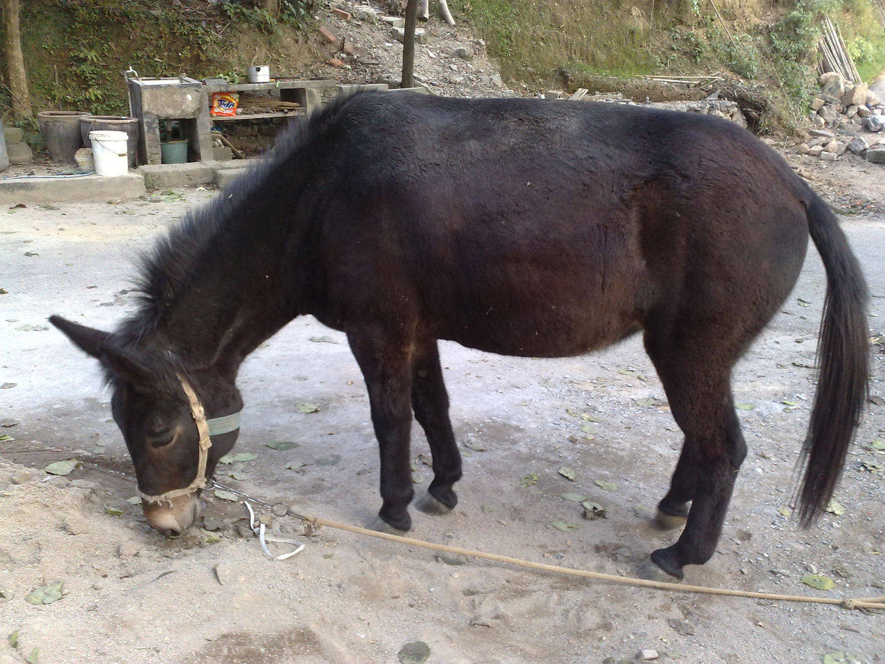原创骡子怀孕必死更累的马失户的驴劳累一生的骡子无法繁殖吗