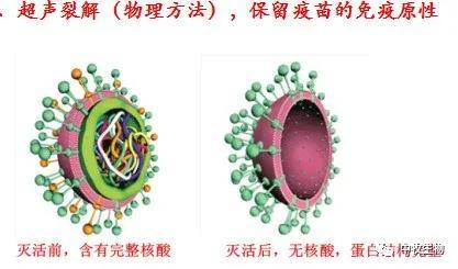 进行|秋季注意防范------猪支原体肺炎!
