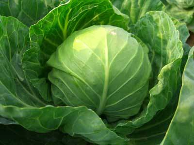 饮食|发现甲状腺结节，王克珍专家提醒：学会拒绝3种“发物”，有助于结节的消散！