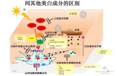 原液水媚蛙：导致皮肤衰老的两大主要原因