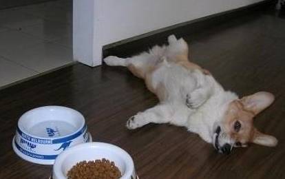 奖励|狗狗可能不是挑食,而是零食成瘾了!别让你的纵容害了它