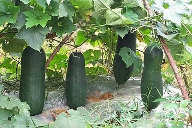 现在可以种什么冬瓜 c917173ed4f241e799e54e704d38653c.jpeg