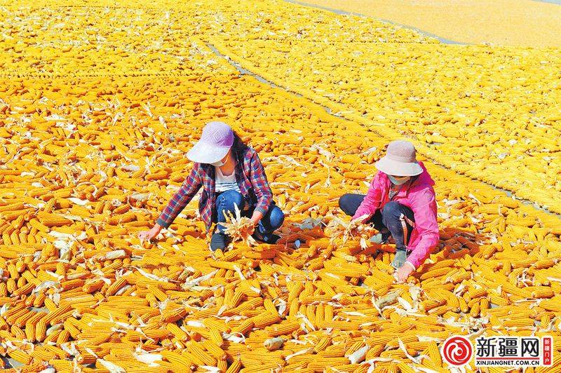 金秋九月 缤纷五彩绘农田——写在第四个中国农民丰收节到来之际