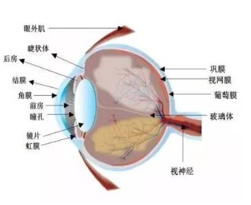 眼睛組織結構與營養吸收途徑詮釋