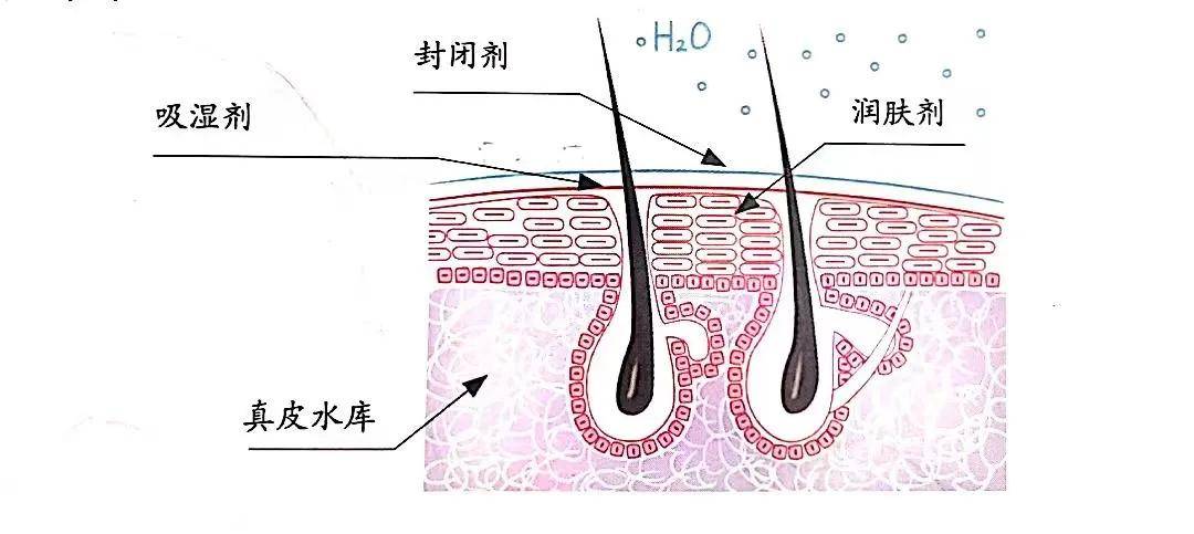 真皮小心！这些举动会降低皮肤的保湿能力(上)