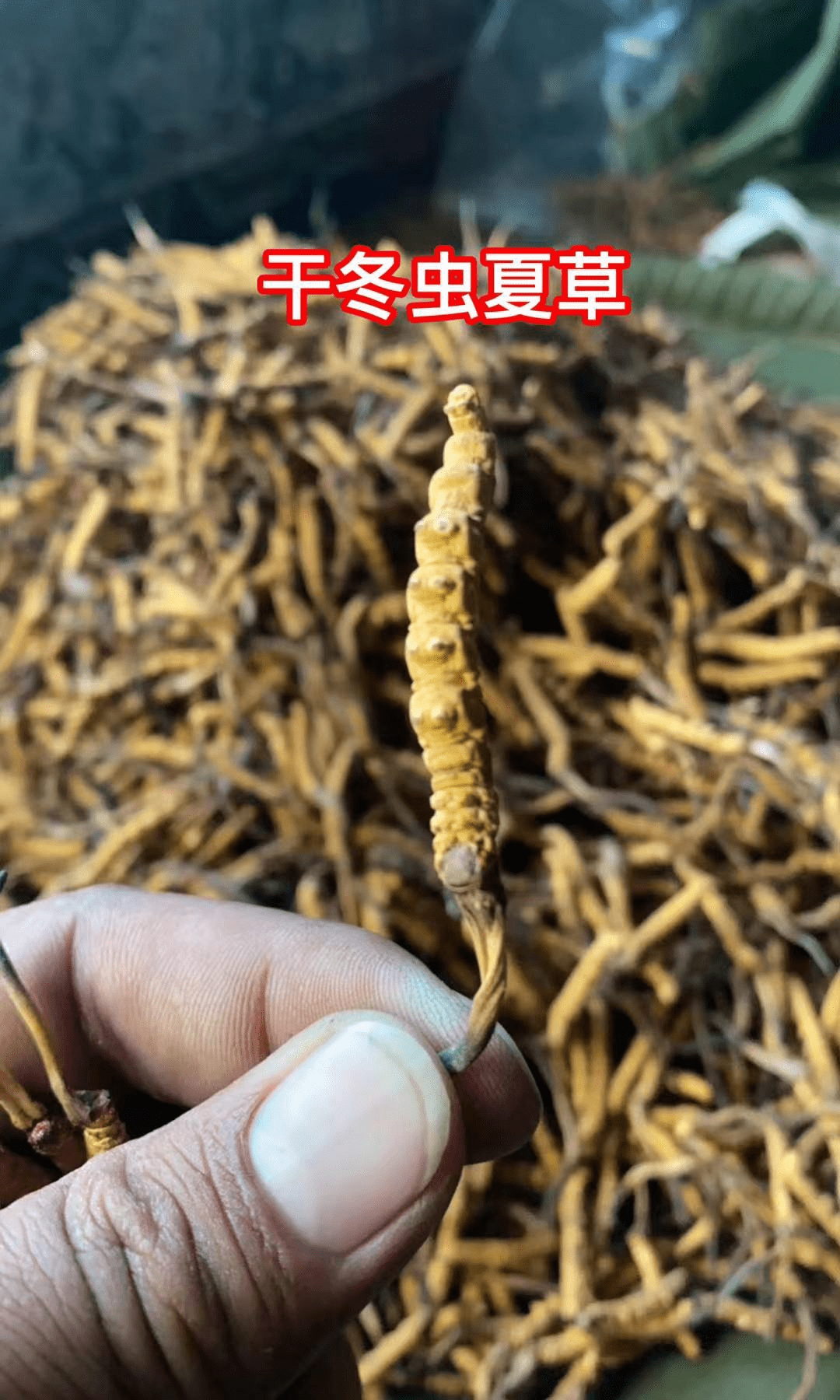 如何挑选品质好的冬虫夏草 14f3c1b9979e4902923ad34bffc30432.png