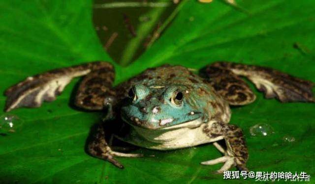 這種動物營養價值極高，但對生活環境十分苛刻，人工養殖難以成功