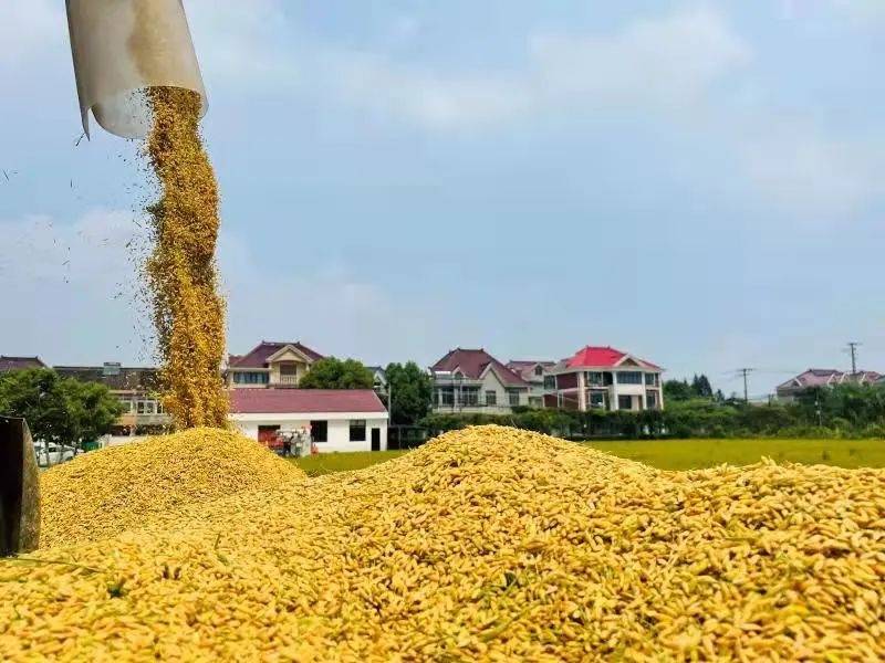 中国农民丰收节,宝山早稻"出货啦"!_水稻