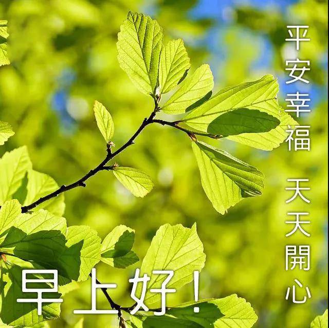 原創8張創意唯美早安早上好祝福語圖片大全免打字秋日清晨早安問候語