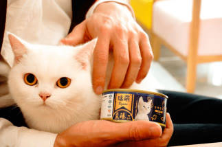 原料|养猫攻略之各个猫品种都爱吃的猫零食推荐