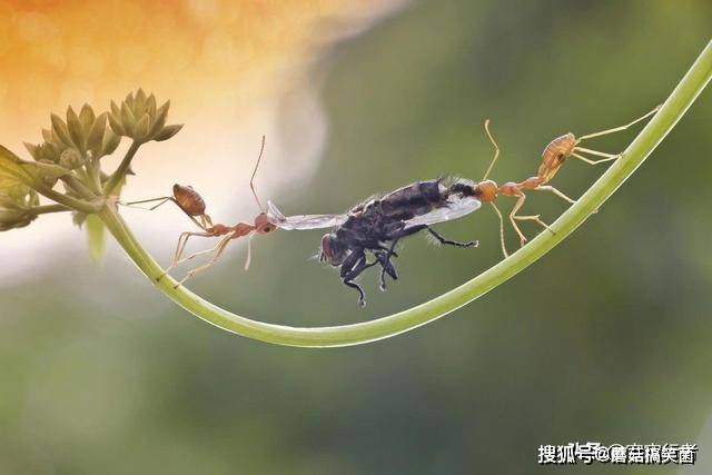 原创昆虫界也存在杀人狂,这种蚂蚁不但杀死自己的同类,还要进行肢解
