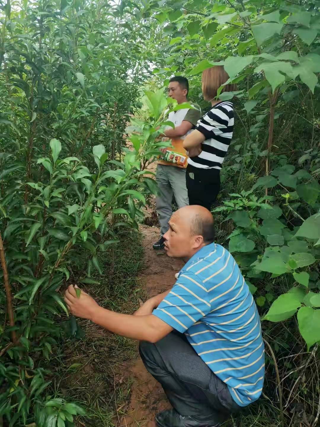 內江客戶到小波李子苗基地考察蜂糖李子樹苗