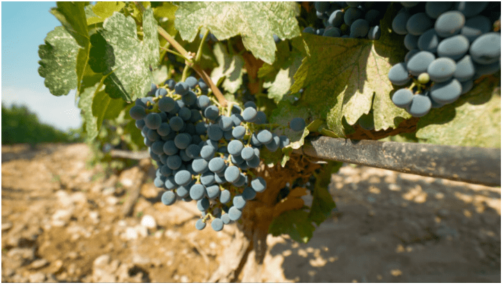 庄园|美贺庄园:酒以载道,天地人和