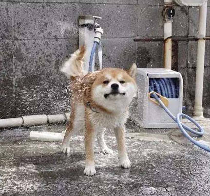 柴犬洗澡不忘耍帥，誰搶鏡頭跟誰急，這一幕把人都逗翻了！ 萌趣萌寵 第6张