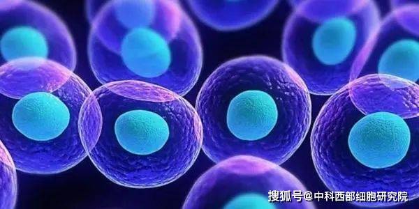 实验|中科西部干细胞研究院：干细胞治疗有望破局 肺纤维化