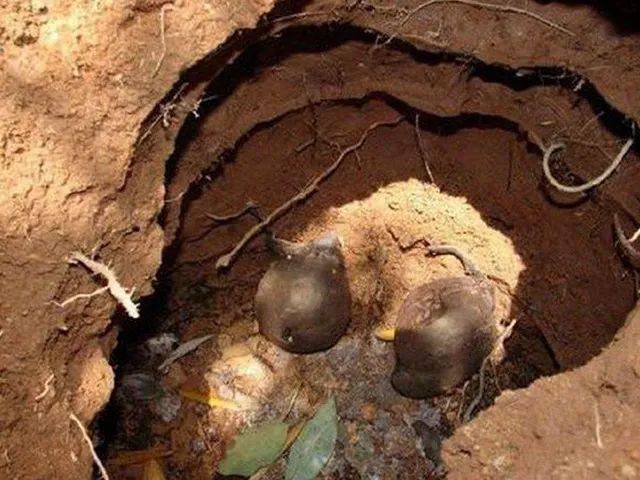 原创俗称乌灵参生长在废弃白蚁窝里如今十分昂贵见到请留意