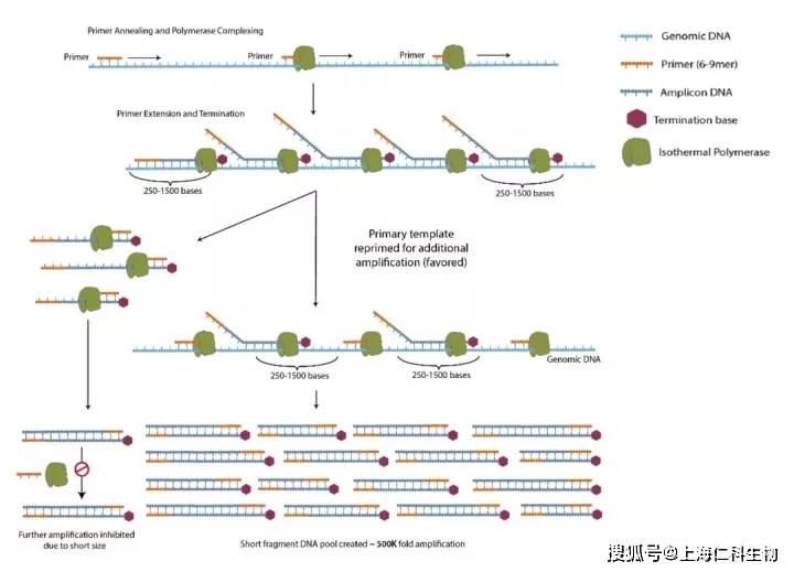 單細胞全基因組測序完整解決方案出爐啦