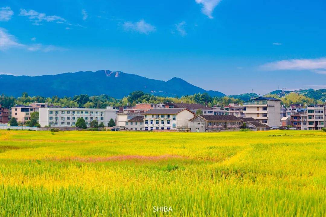 国庆旅行去哪里黄了美炸了这几片绝美稻田正适合现在去打卡