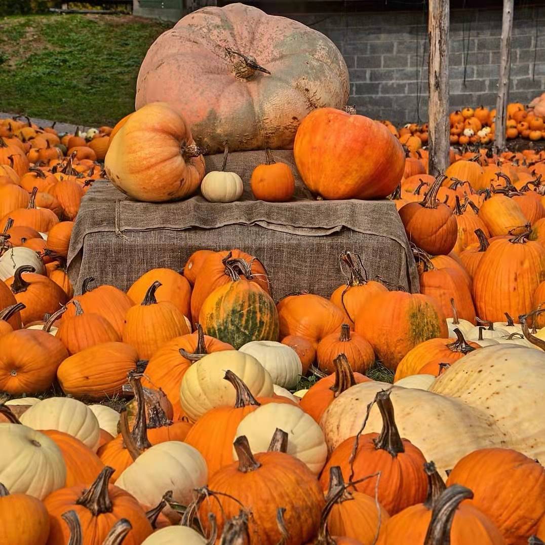 原创美国农夫种出近1000公斤巨型大南瓜获封南瓜王称号