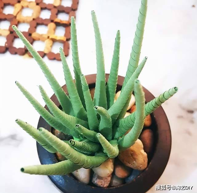 多肉种植教学视频直播 951bacd5b4124c9d910cc10dce203e50.jpeg