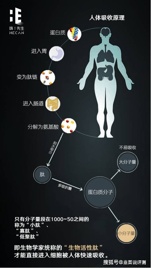 补充胶原蛋白肽分子量越小越好? 小分子量不稳定？