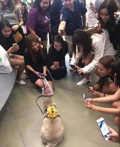 女主带胖猫逛街,遭路人围堵拍照,回家洗澡后笑喷:汤姆猫再世 女主带胖猫逛街,遭路人围堵拍照,回家洗澡后笑喷:汤姆猫再世