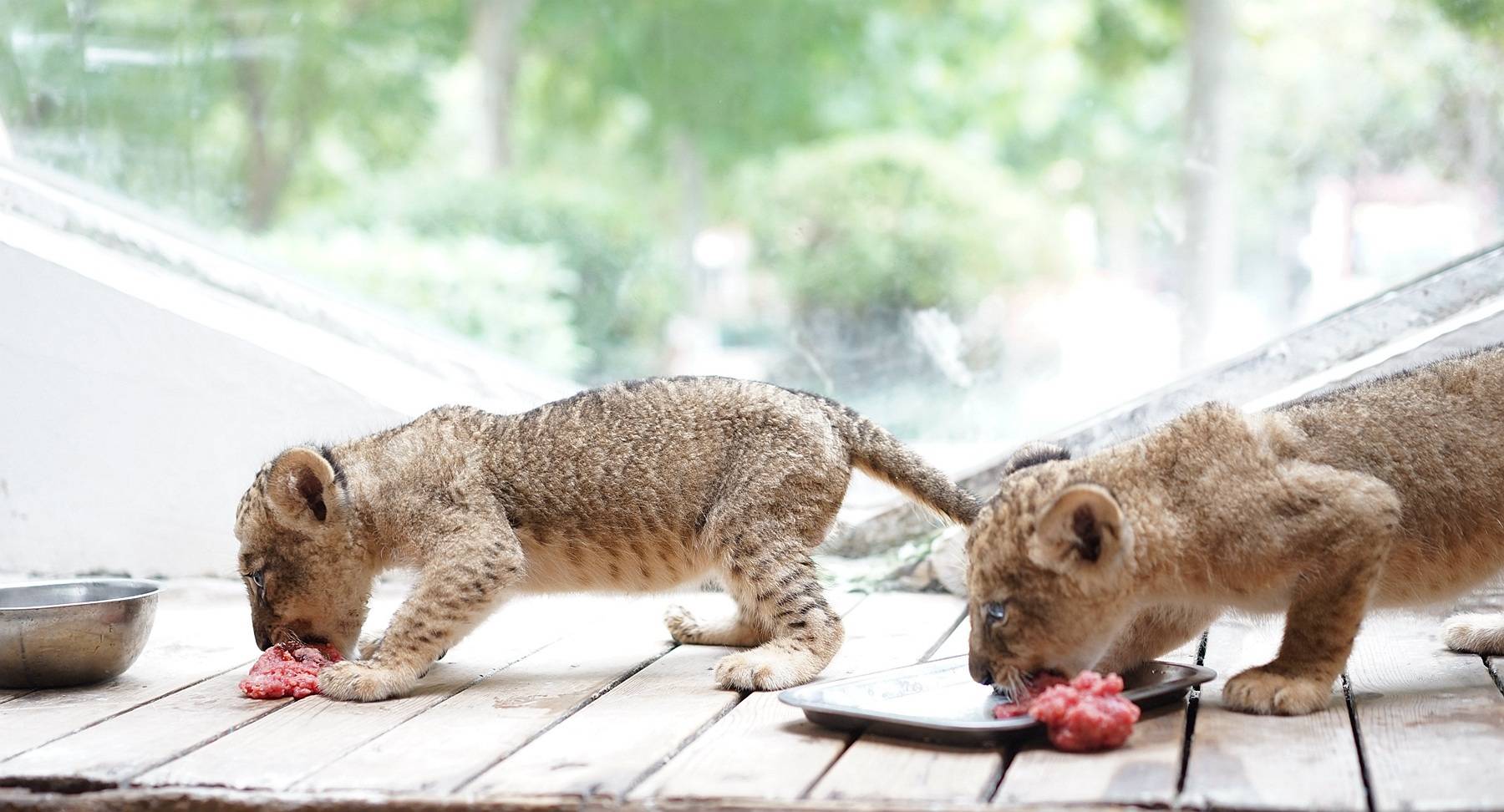 郑州市动物园3只幼狮国庆亮相并推出信用亲子游免费入园活动