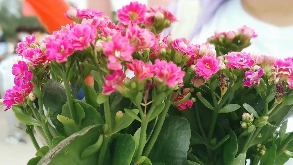 办学|【品质化办学】润物无声 花开有声——华信小剑桥幼儿园开学啦!