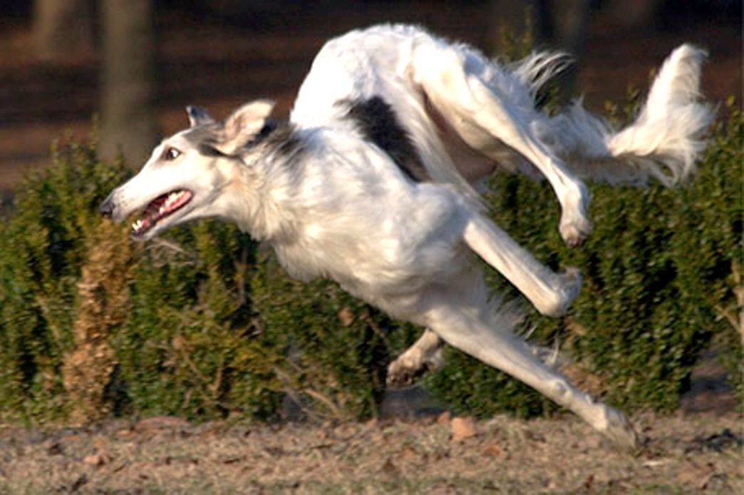 原创盘点地球上速度最快的10种狗,比车还要快,跑得过猎豹吗?