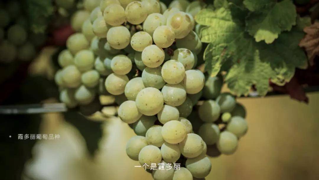 法拉利|比法拉利还贵的葡萄酒,到底迷人在哪?