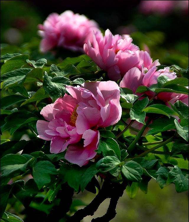 提醒 春天不要手闲买牡丹花 可能会三年不开花 花友 新闻时间