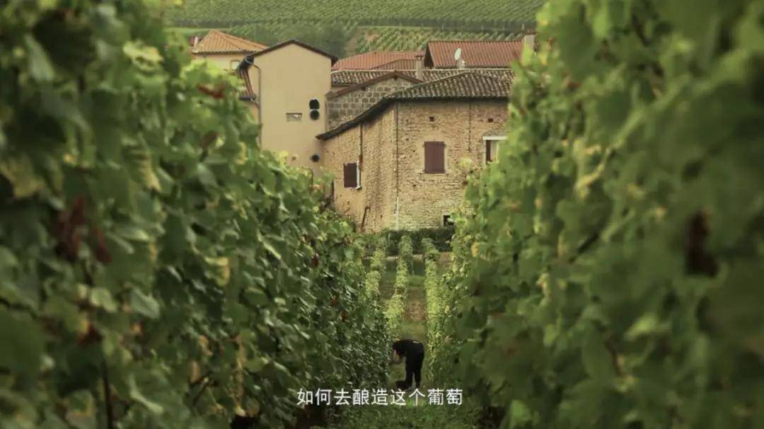 法拉利|比法拉利还贵的葡萄酒,到底迷人在哪?