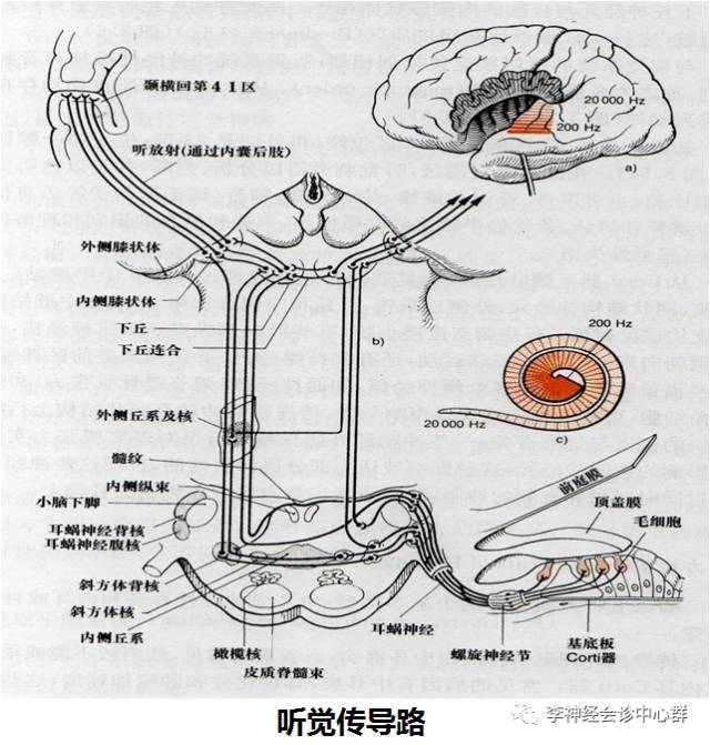 前庭蜗神经解剖图图片