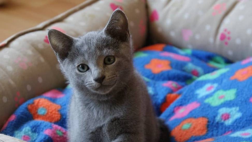 什么宠物猫最黏人 bd30f675fe9b46a19ef70e6b575865a0.jpeg