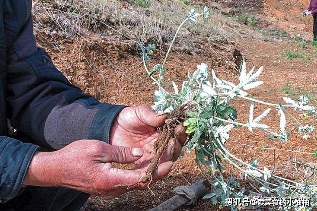 叶子|根似“人参”味道甘甜，乡下小孩挖它当零食，如今30元有人收