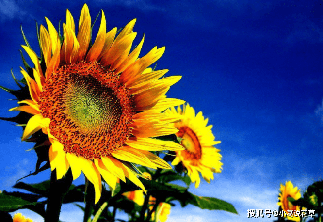 向日葵是代表了太阳的花 它每时每刻都充满了阳光 早看早知道 花卉
