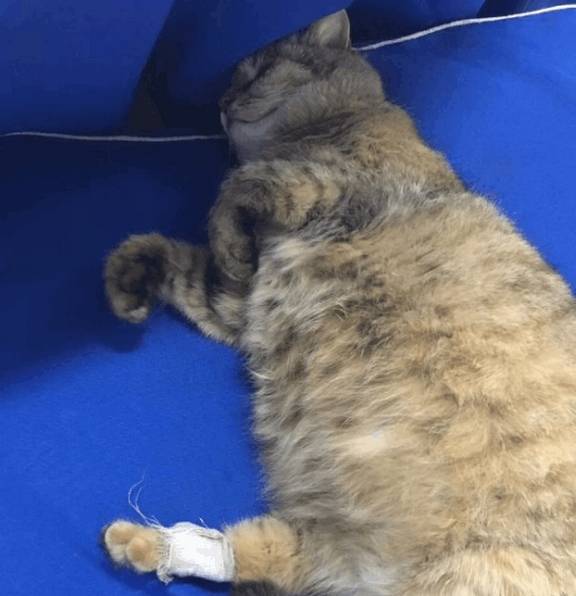 橘猫去公安局避寒,局长撸了一把,竟走上“警花”道路 橘猫去公安局避寒,局长撸了一把,竟走上“警花”道路